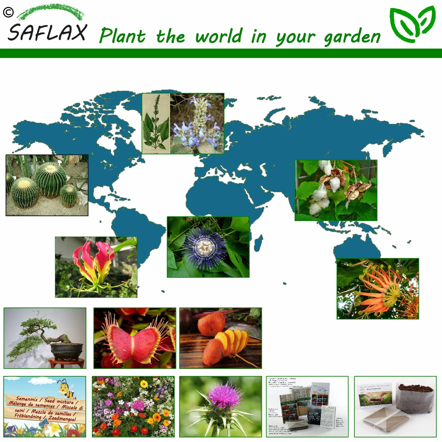 SAFLAX Centáurea menor 250 semillas Centaurium erythraea