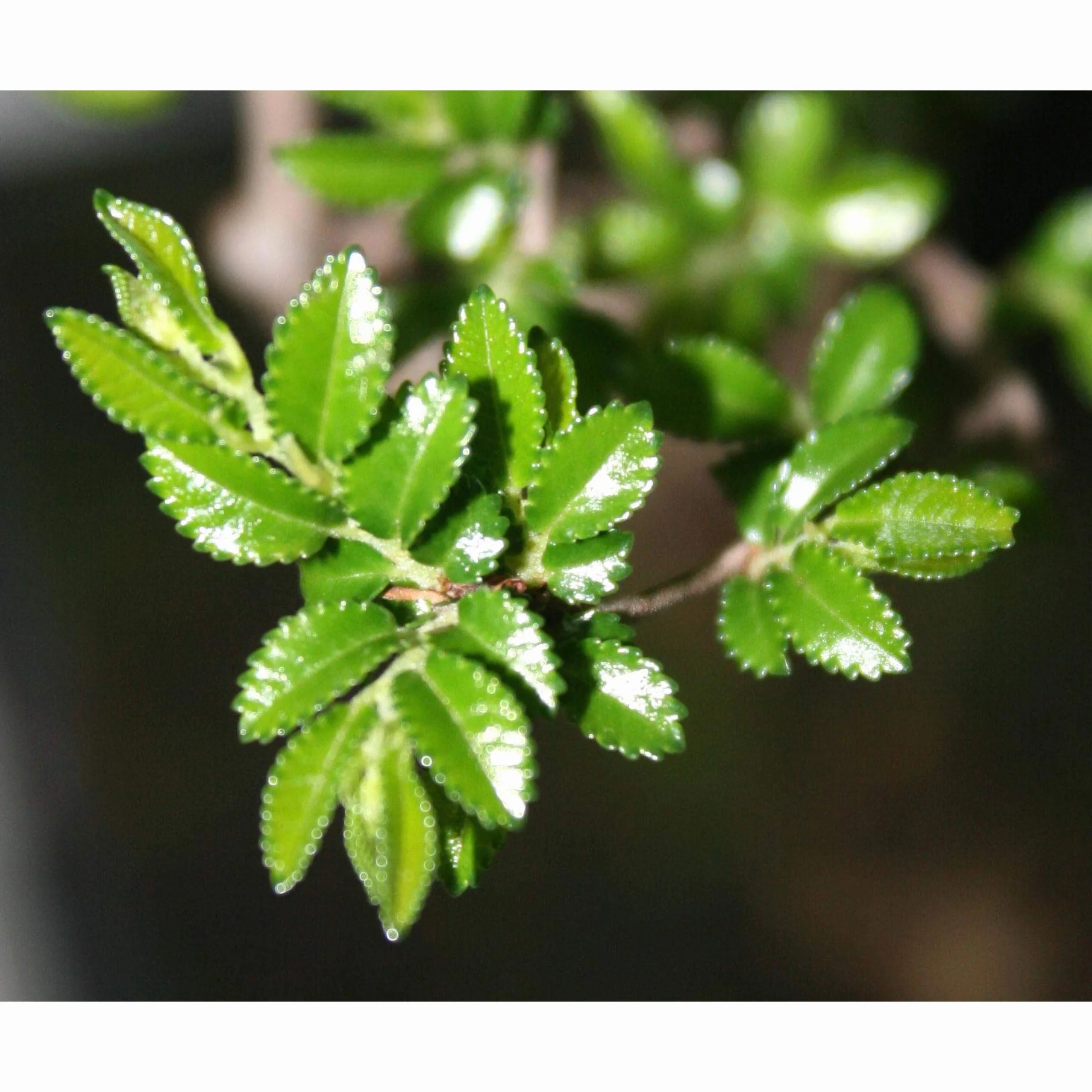 Bonsái Zelkova parvifolia 8 años OLMO CHINO