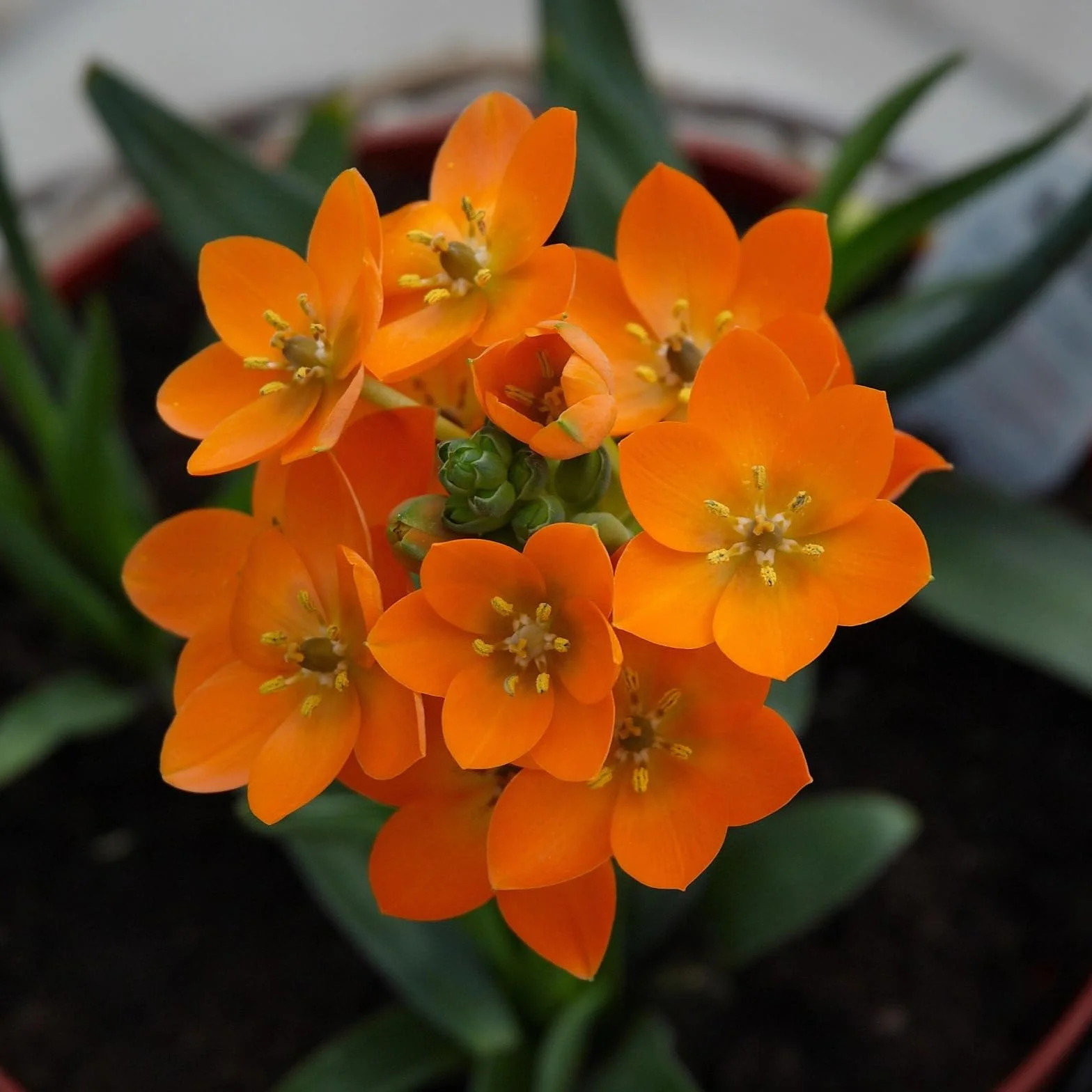 Ornithogalum Bulbos Estrella de Belén Decoración interior y exterior Regalos 2bulbos
