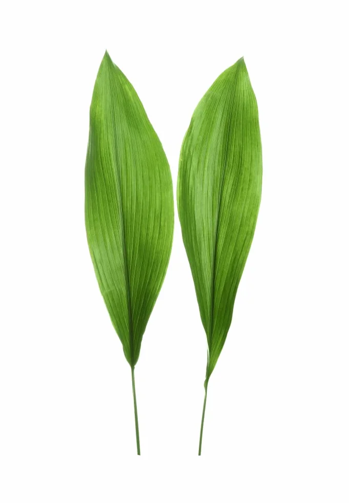 Verdecora Aspidistra Eliator Lurida Roślina Zielona Naturalna Wnętrze Doniczka Ø17cm 80cm