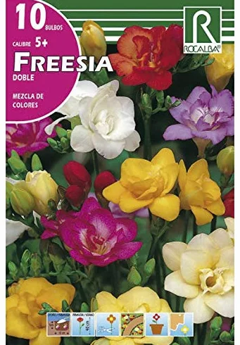 Freesia Doble Mezcla de Colores - 10 UD