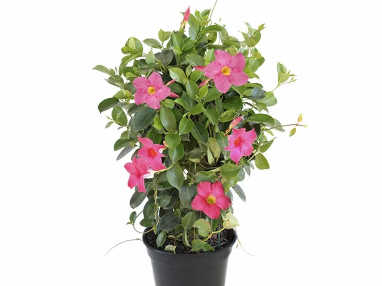 Mandevilla Hybrida Dipladenia Rosa Natural Planta Trepadora