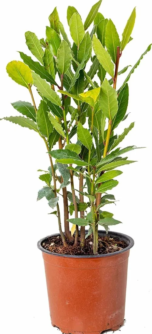 Laurel Natural Árbol con Propiedades Culinarias