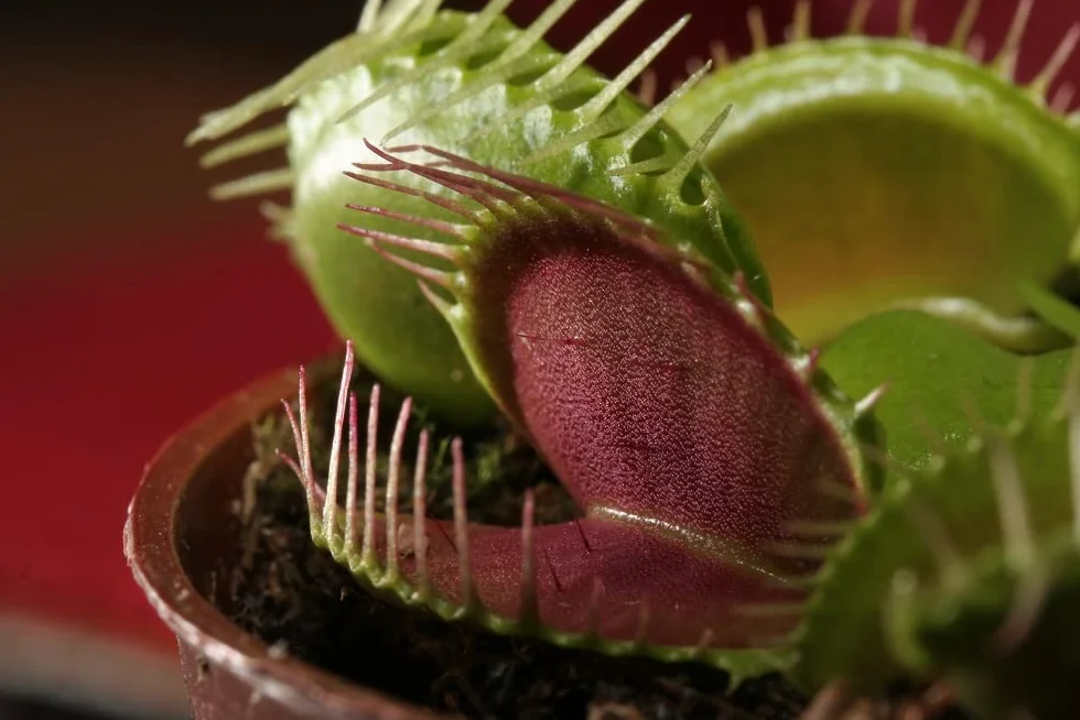 Verdecora Planta Carnívora Dionaea Muscipula Venus Atrapamoscas Maceta Ø9cm