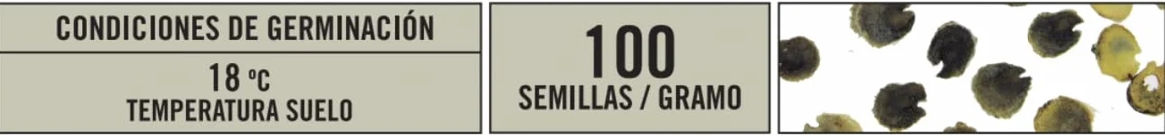 SEMILLAS BATLLE Malva REAL VARIADA