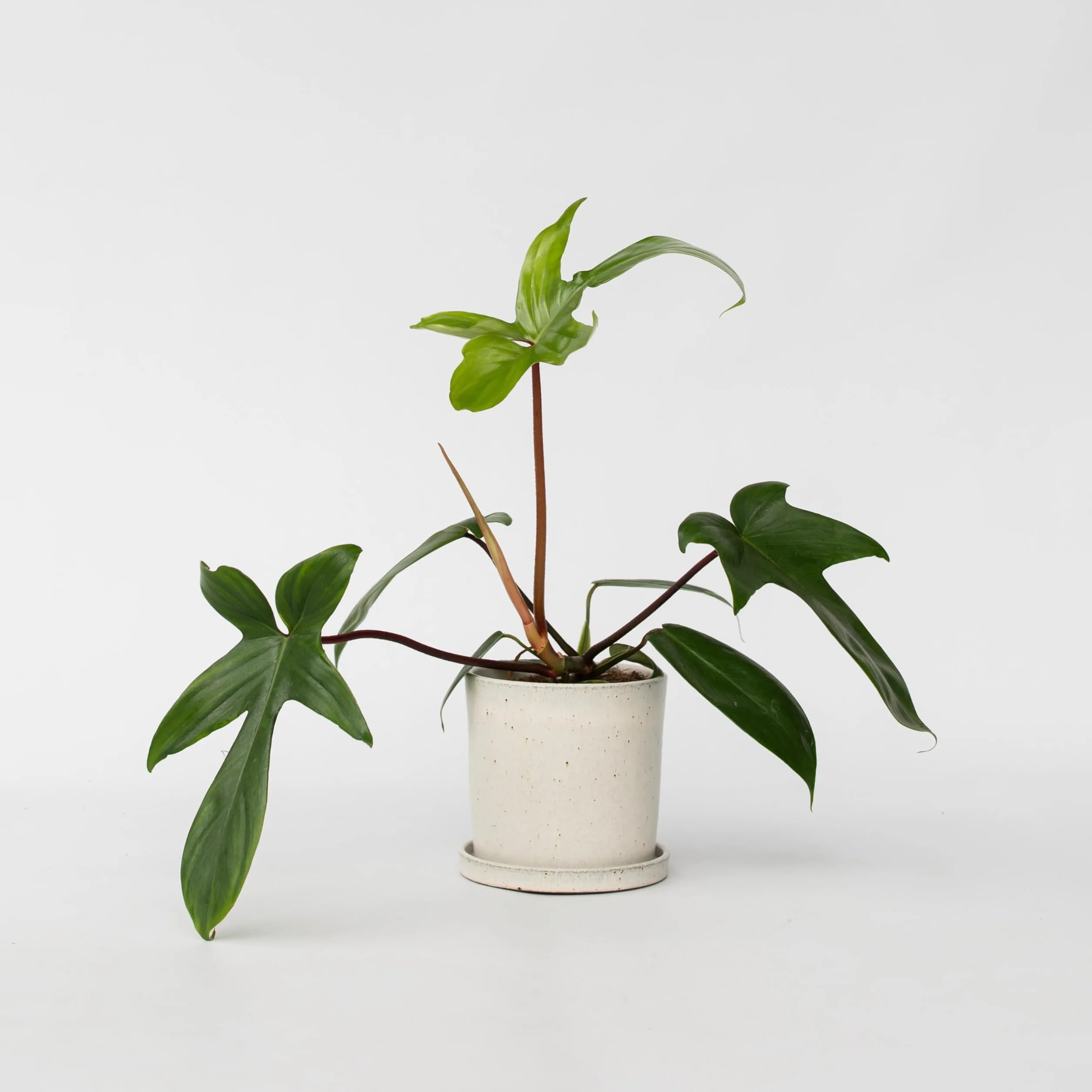 Philodendron Florida Green Planta Interior Purificadora Aire Maceta 12cm Altura 20-30cm