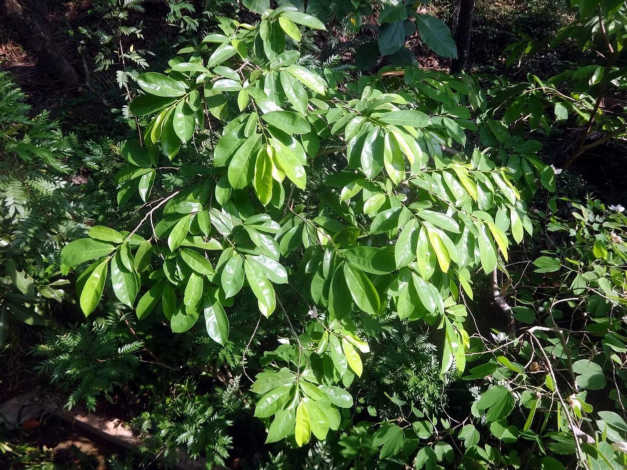 Nasiona Guanábany (Annona muricata) 10 szt.