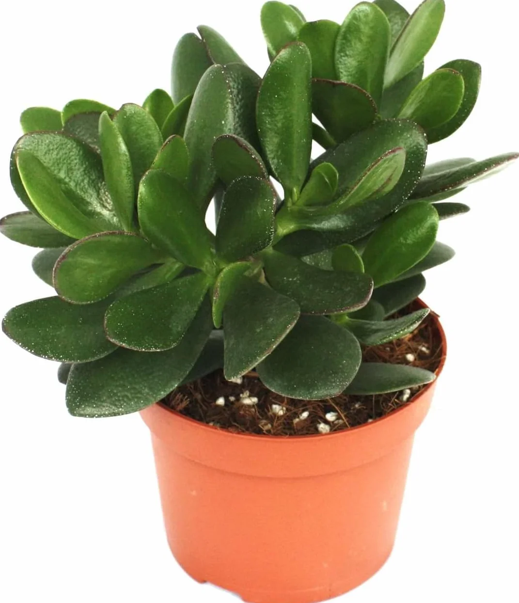 Crassula Ovata Jade Plant 8.5cm Maceta Purificadora Aire