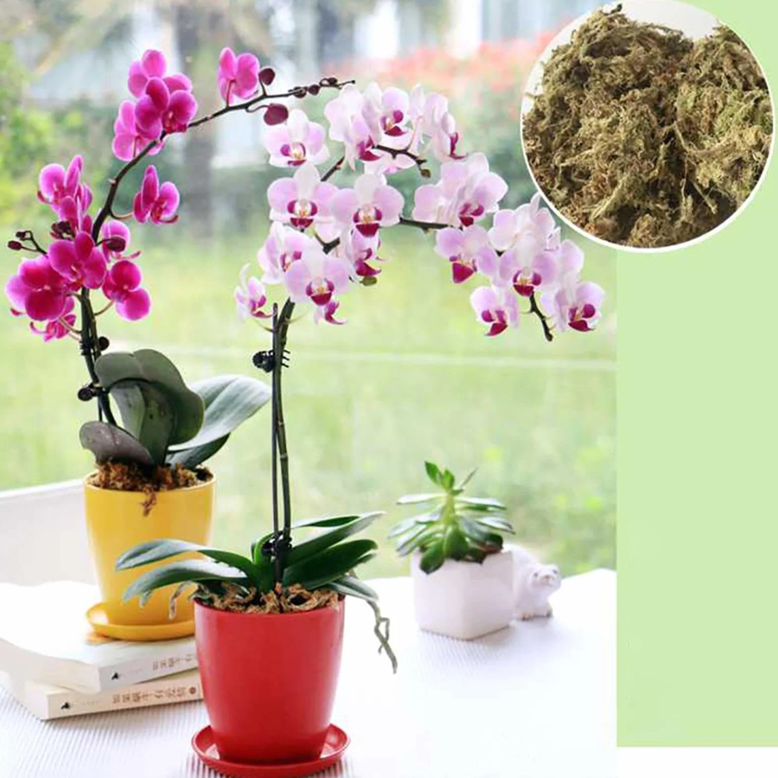 Musgo Sphagnum Natural 12L, Fertilizante Orgánico para Orquídeas, Enraizamiento Plantas y Esquejes