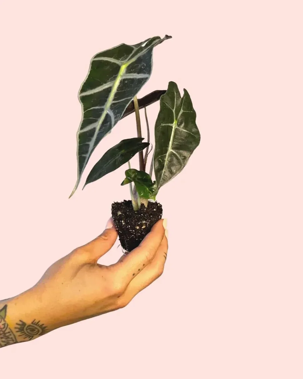 Alocasia Amazónica Polly Planta Natural Tropical de Interior Hojas Verde Oscuro Nervaduras Blancas Maceta Ø6 cm