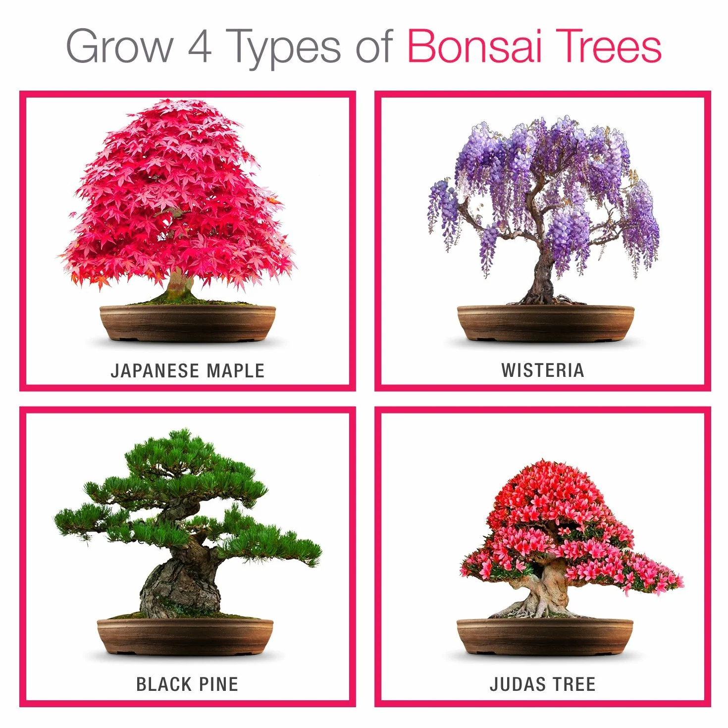 Kit de semillas de bonsái para principiantes: cultiva 4 tipos de árboles, set de regalo único