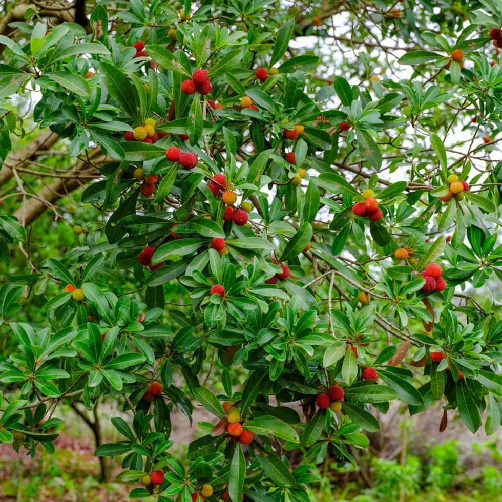 Madroño enano semillas jardín interior perennes resistentes 30pcs