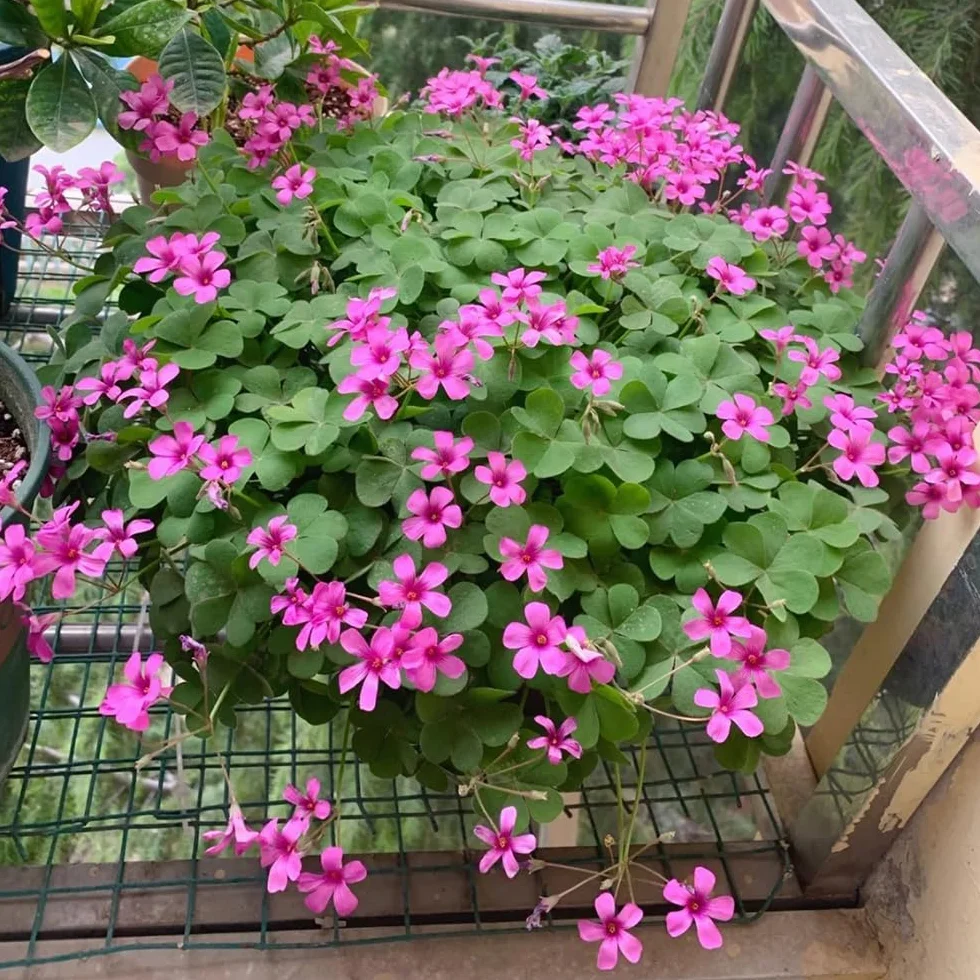 Bulbos de Oxalis corniculata resistentes 5pcs