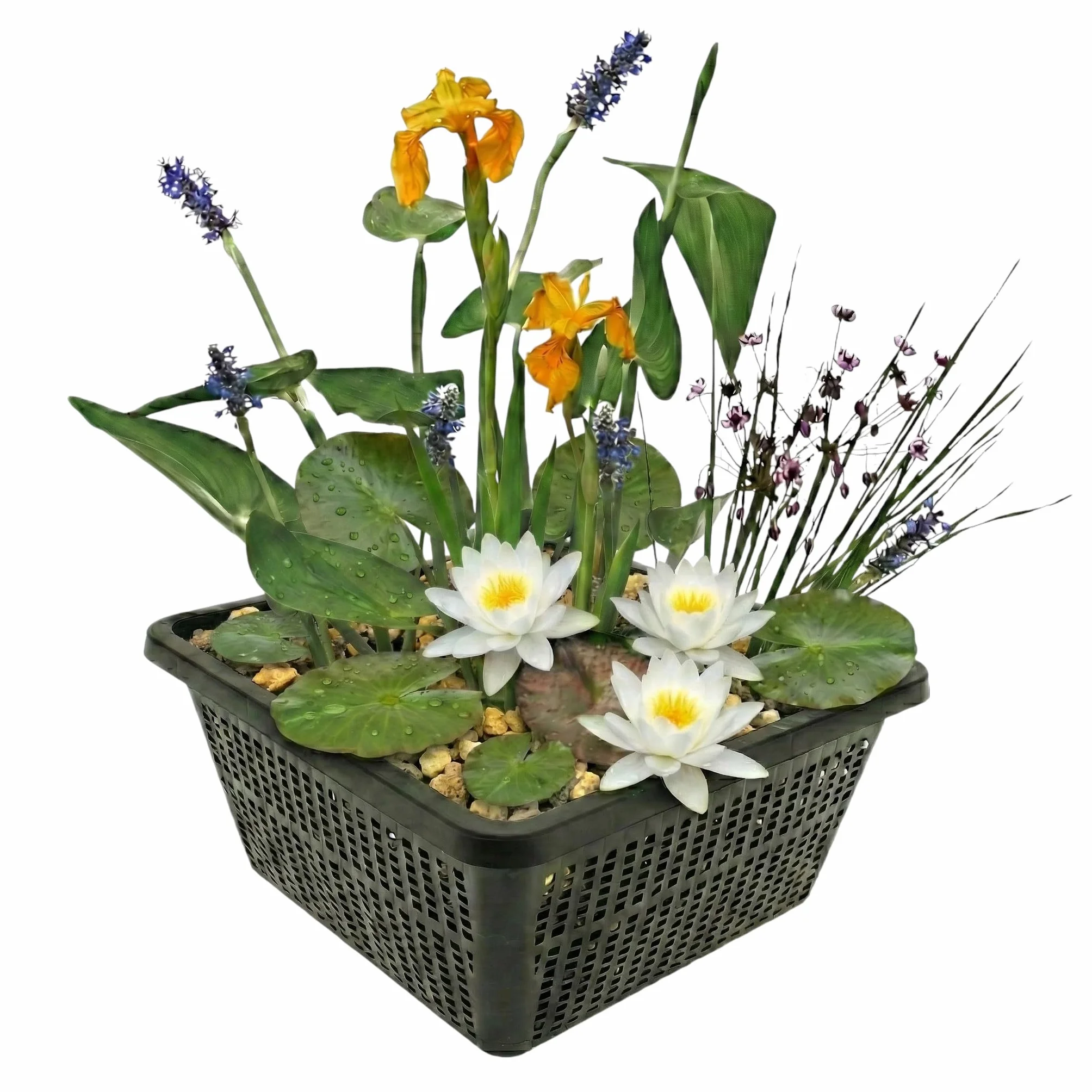 Set de Mini Plantas Acuáticas Blanco, Kit Completo Estanque con 4 Plantas, Nenúfar, Cesta, Sustrato y Abono