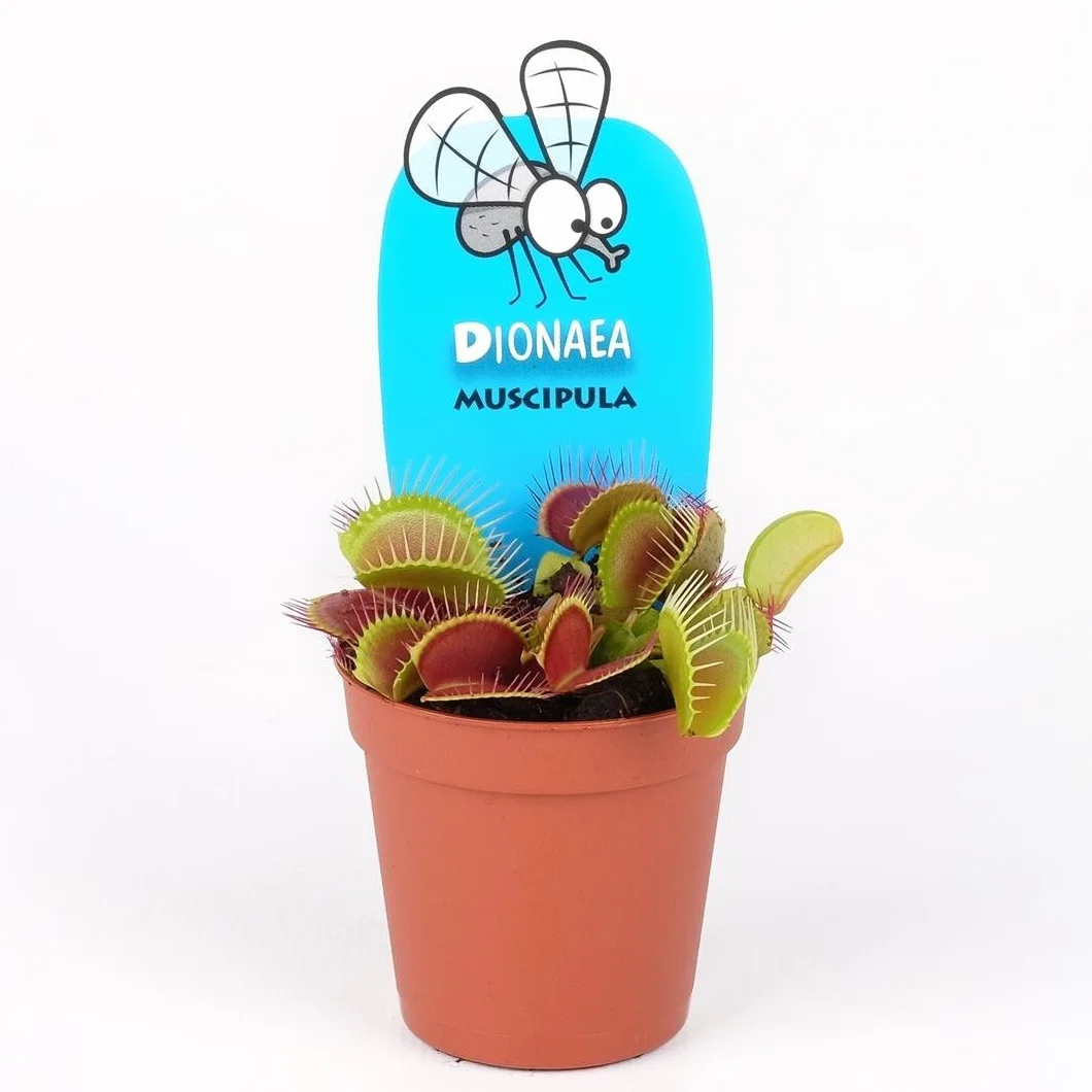 Venus Atrapamoscas Dionaea Maceta 9cm Planta viva