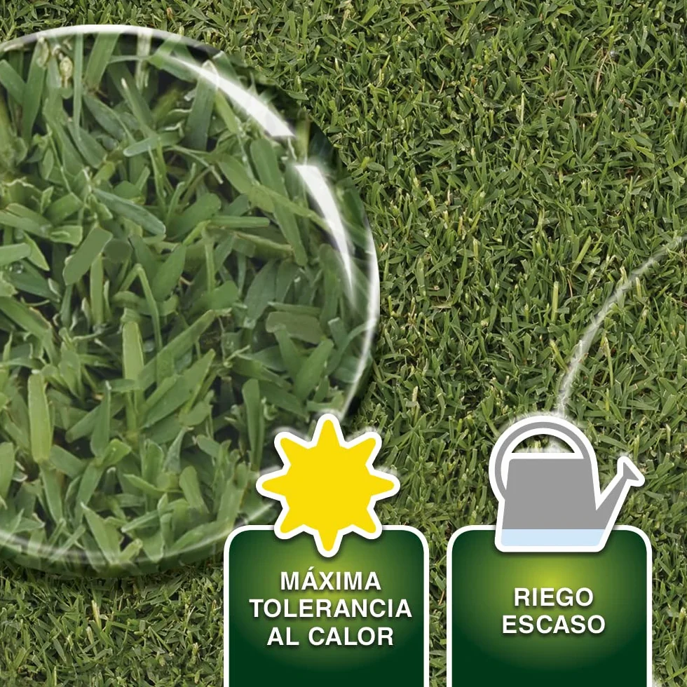Semillas Cynodon Dactilon 500g Grama Fina para 50m2 Máxima Tolerancia al Calor Riego Escaso