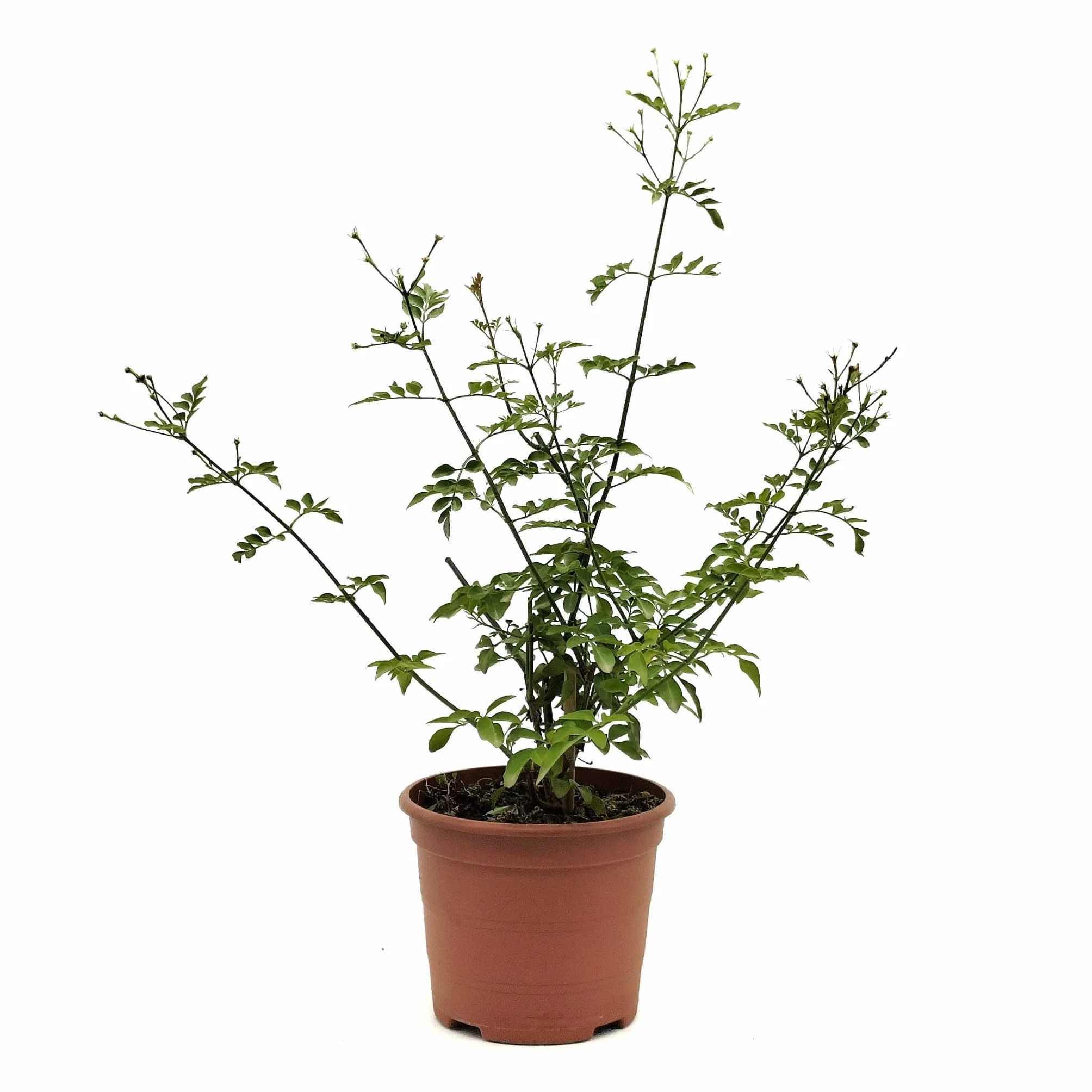 Jazmin Grandiflora Jazmín Andaluz Planta