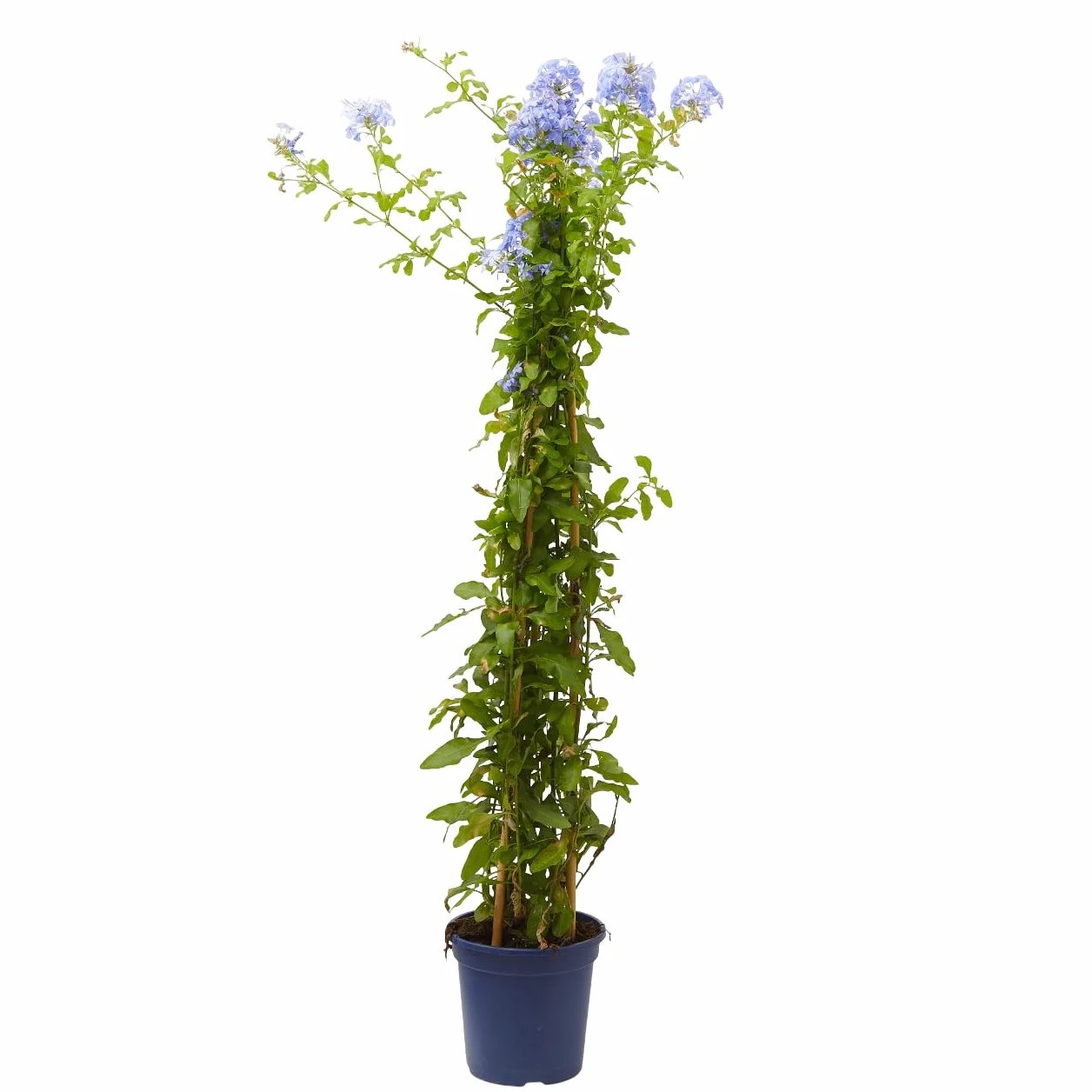 Verdecora Jazmín Azul Planta Natural Exterior Maceta 5L Plumbago Azul Trepadora