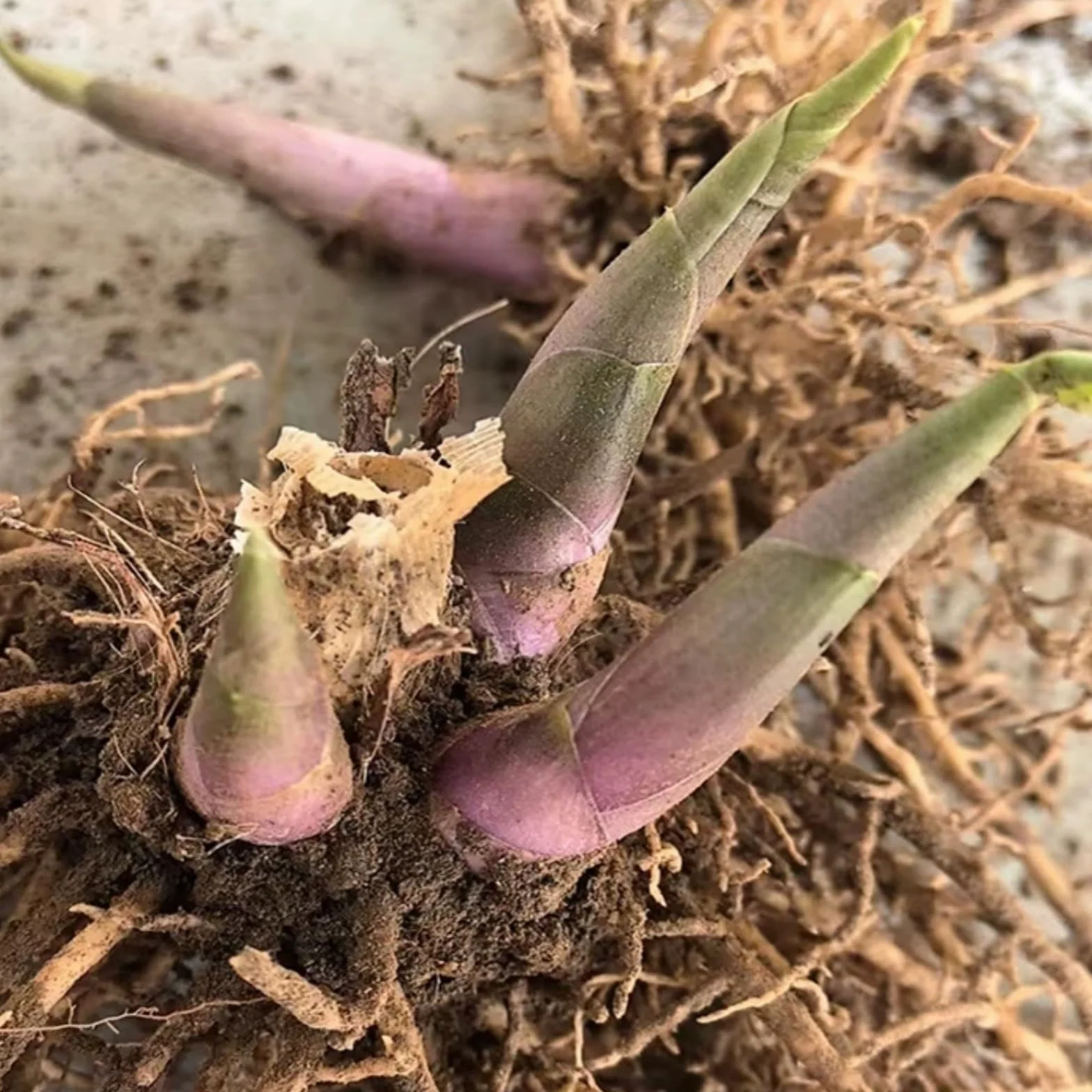 Hosta Tubérculos Resistentes - Rizoma para Jardín