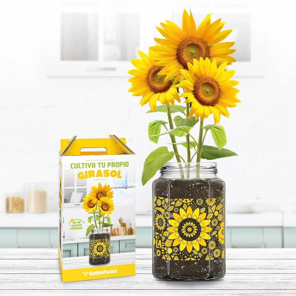 Kit Cultivo Girasol Interior Tarro Cristal Decorativo Semillas Sustrato Drenaje Regalo Casa Oficina