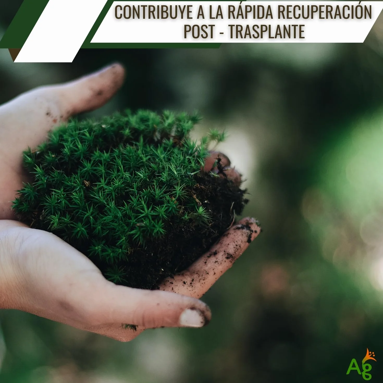 AGROBULL Enraizante Líquido Orgánico con Hormonas Naturales 1 Litro Estimulador de Raíces