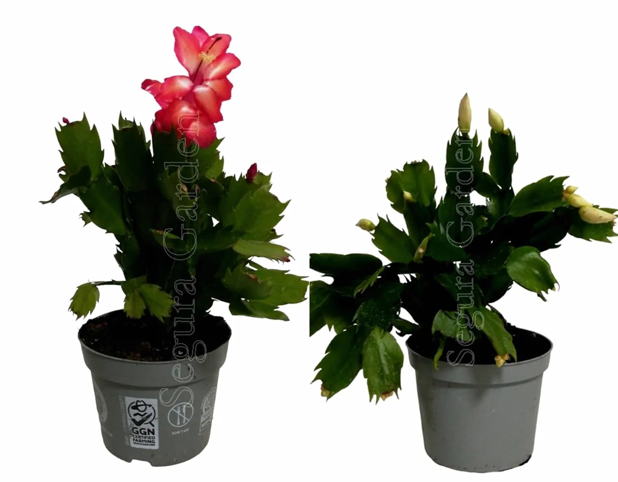 Pack de 2 plantas Schumbergera. Schlumbergia. Cactus de Navidad. Planta natural suculenta con flores en invierno. Altura de 20 cm. Segura Garden.