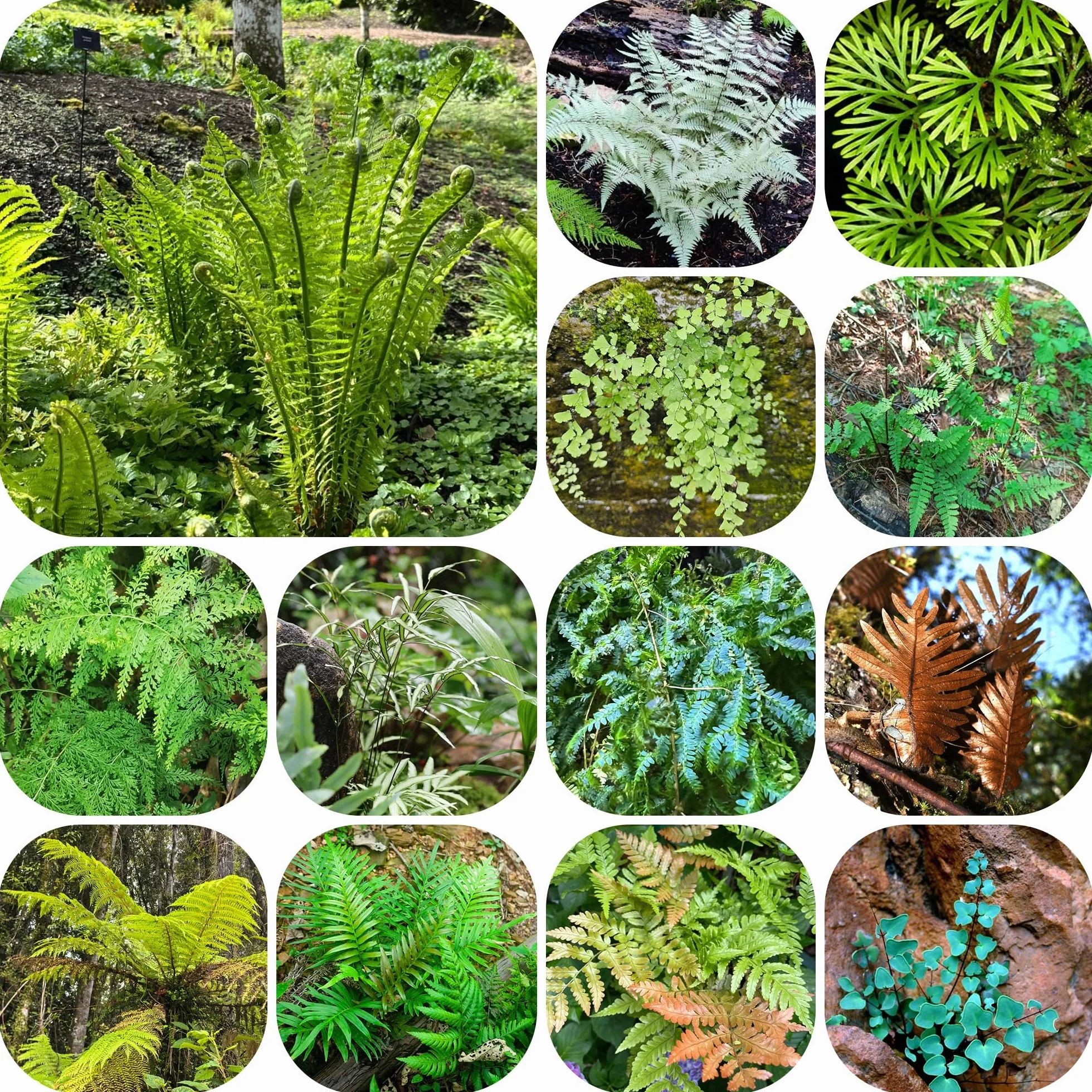 Helecho resistente semillas 400pcs para jardín