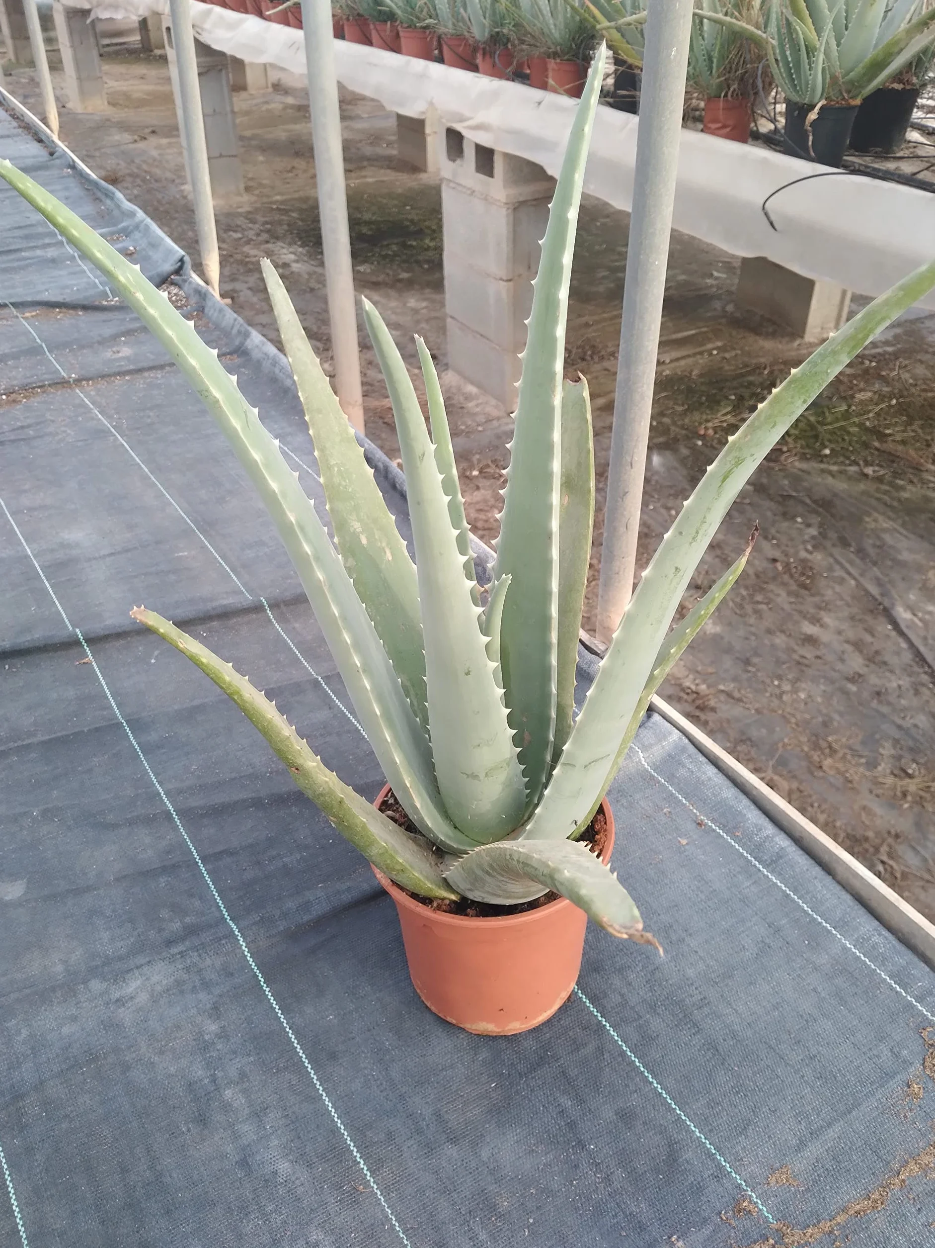 Aloe Vera o Sábila - Planta Natural de interior - Maceta 13 cm ø (Altura 30-40 cm)