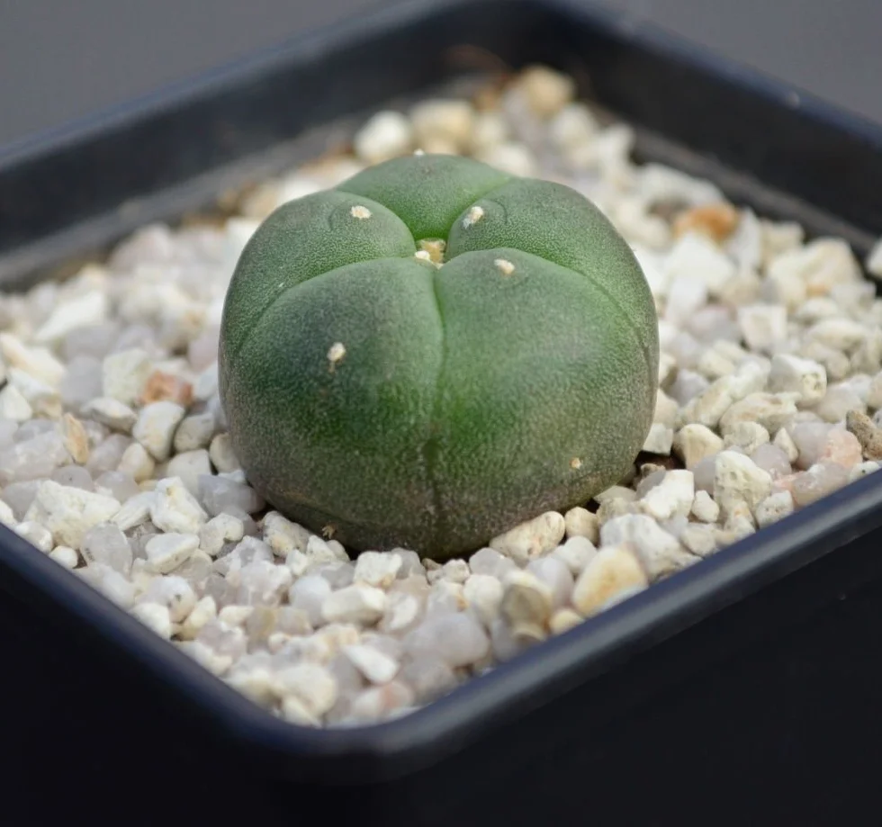 Lophophora williamsii Peyote 2,5 cm, 2 unidades