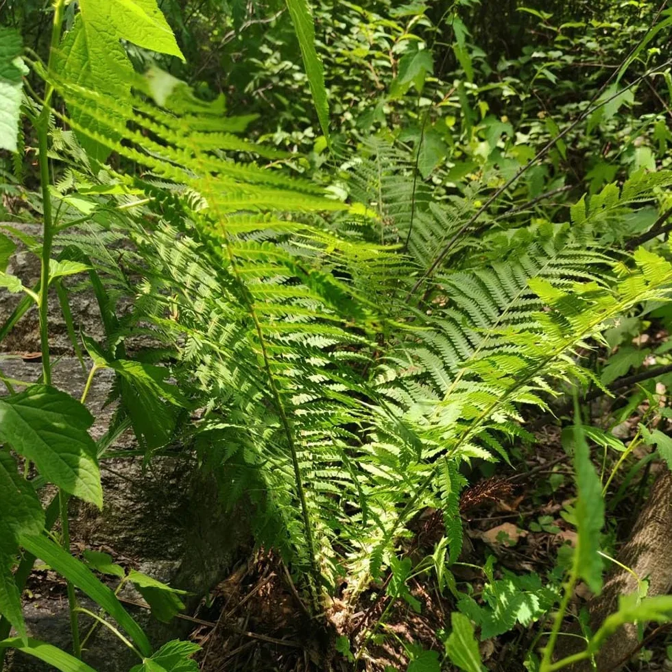 Helecho avestruz Minijardín orgánico semillas helecho sostenibles decoraciones jardín resistentes 200 semillas