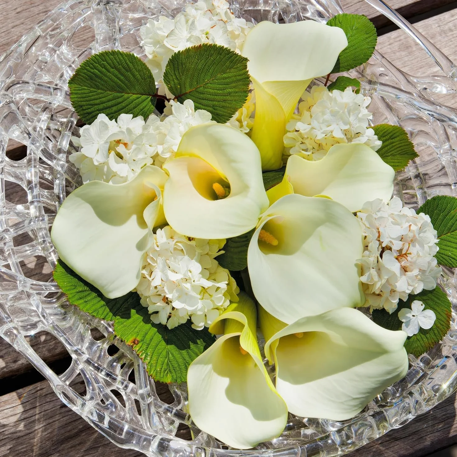 Zantedeschia Calla Lily Bulbos 5 piezas grandes de Holanda