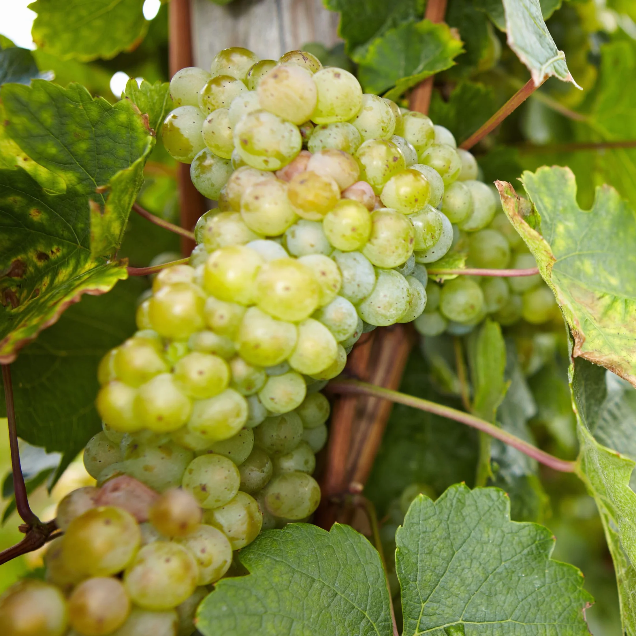 Vitis Vinifera Mezcla de 3 Plantas de Uva Maceta 9cm Altura 25-40cm