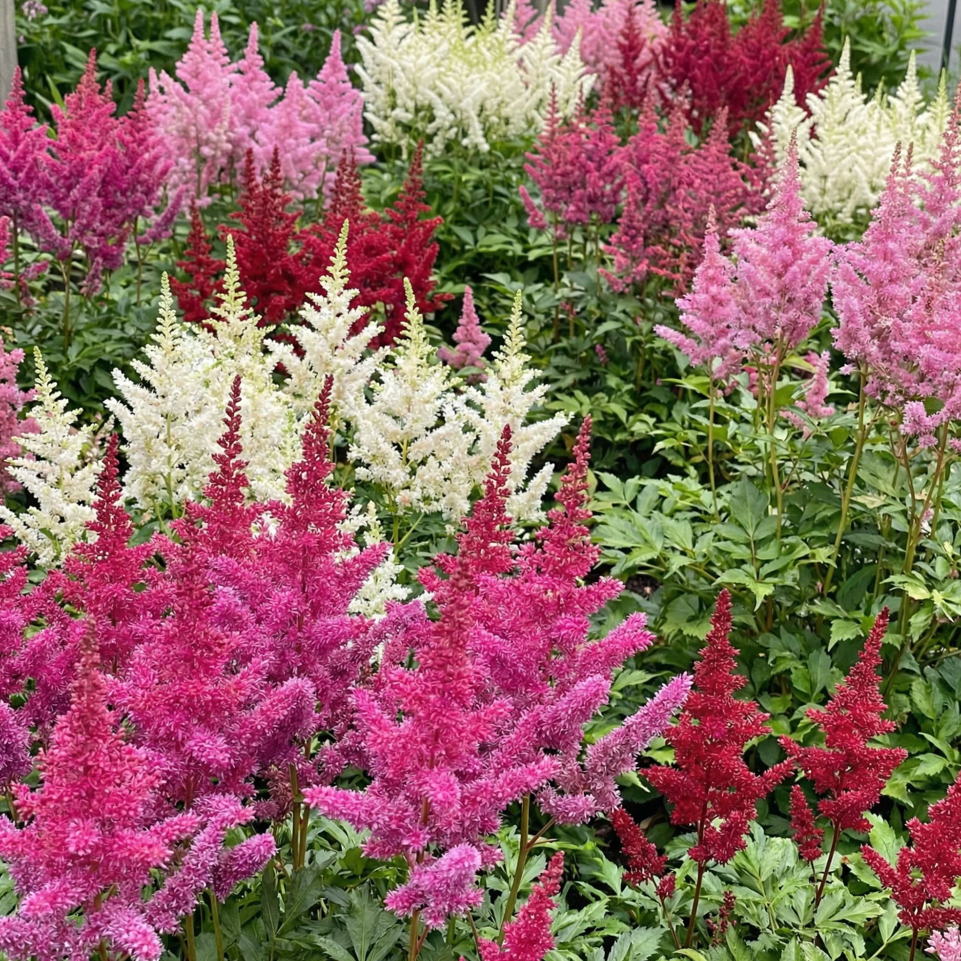 Astilbe perenne resistente invierno 10 plantas/bulbos mezcla 5 variedades jardín Holanda