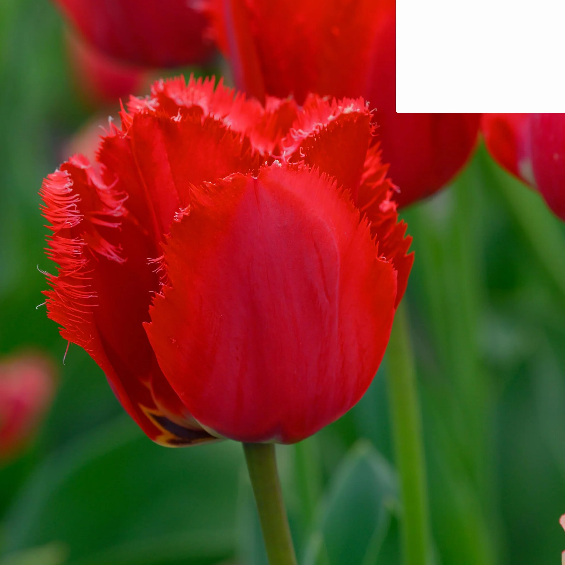Bulbos de tulipán 'Masterpiece' | 20 Piezas | Tulipán rojo con borde dentado - 30-50cm - Ø5cm - bulbo de flor - Planta de jardín