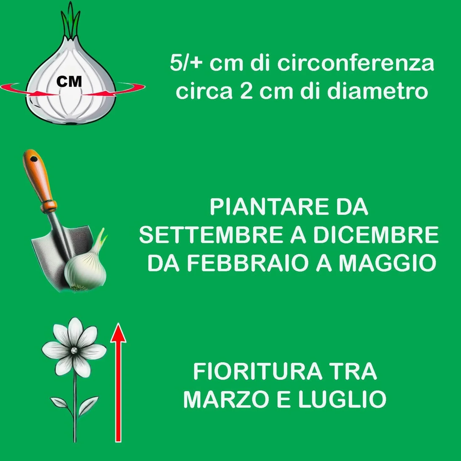 Fresia bulbos dobles mezcla Circunferencia 5/6 cm Holandeses