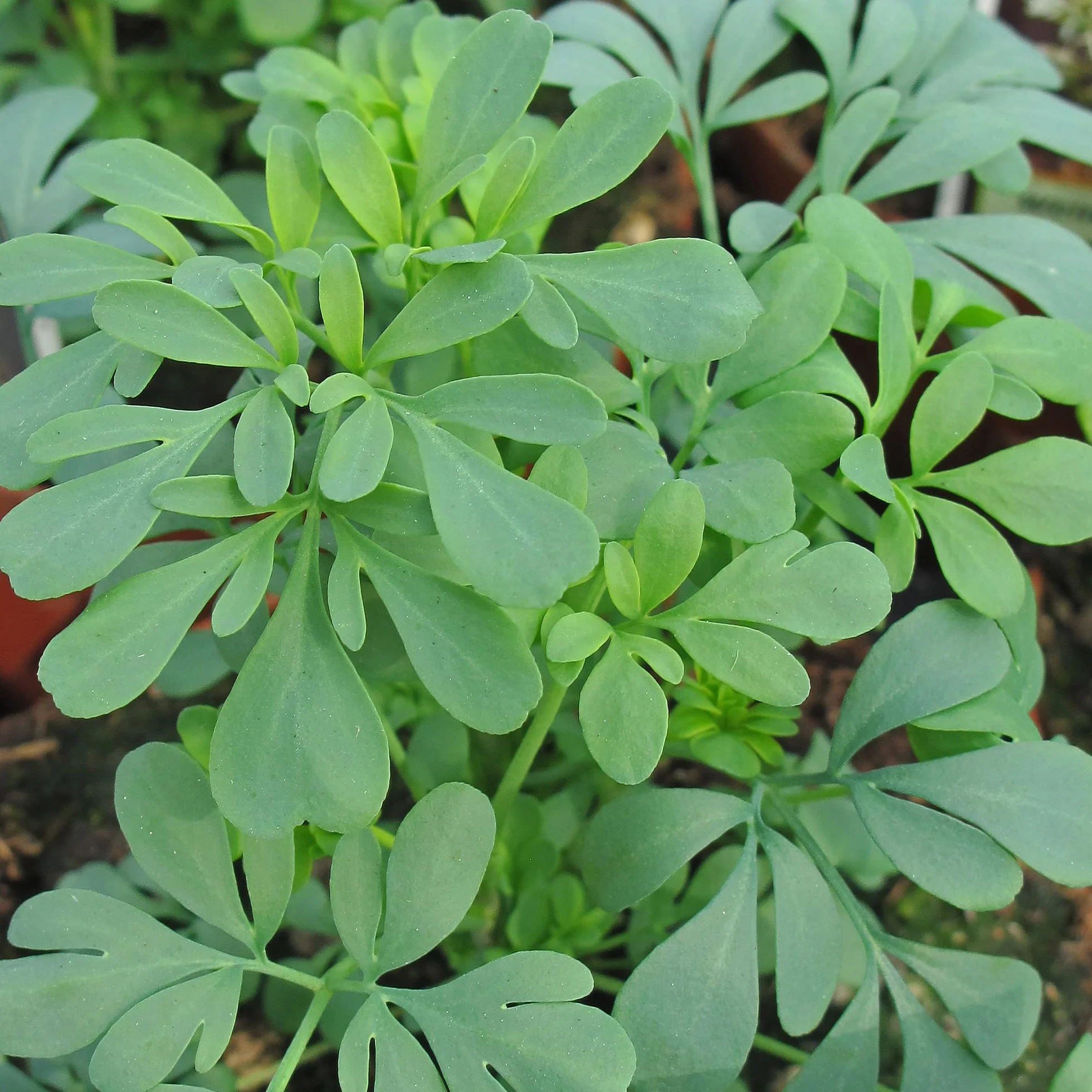 Ruda (Ruta graveolens) - 200 semillas
