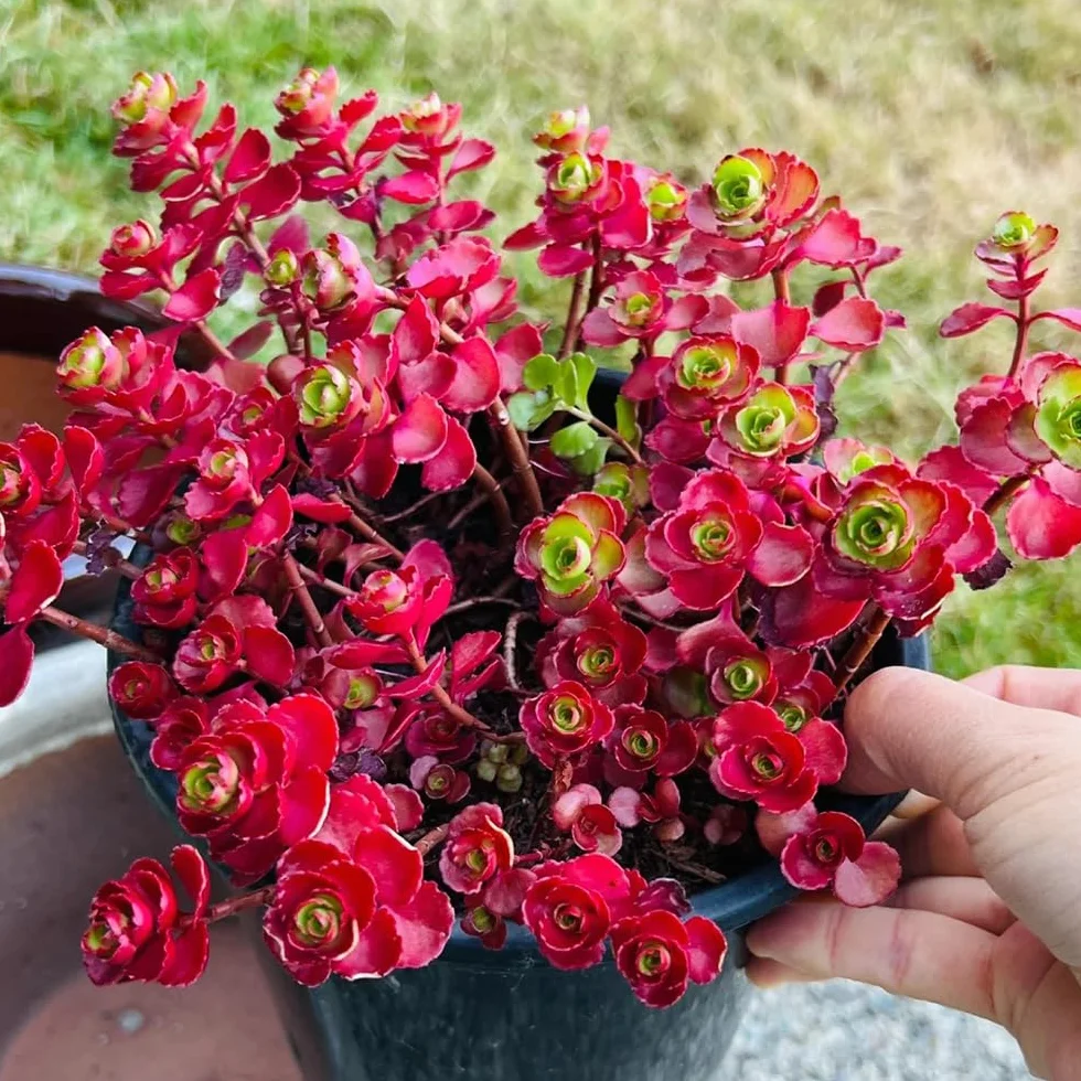 Suculentas Semillas de Rosa de Montaña 600pcs Decoración Jardín Exteriores Macetas Resistentes