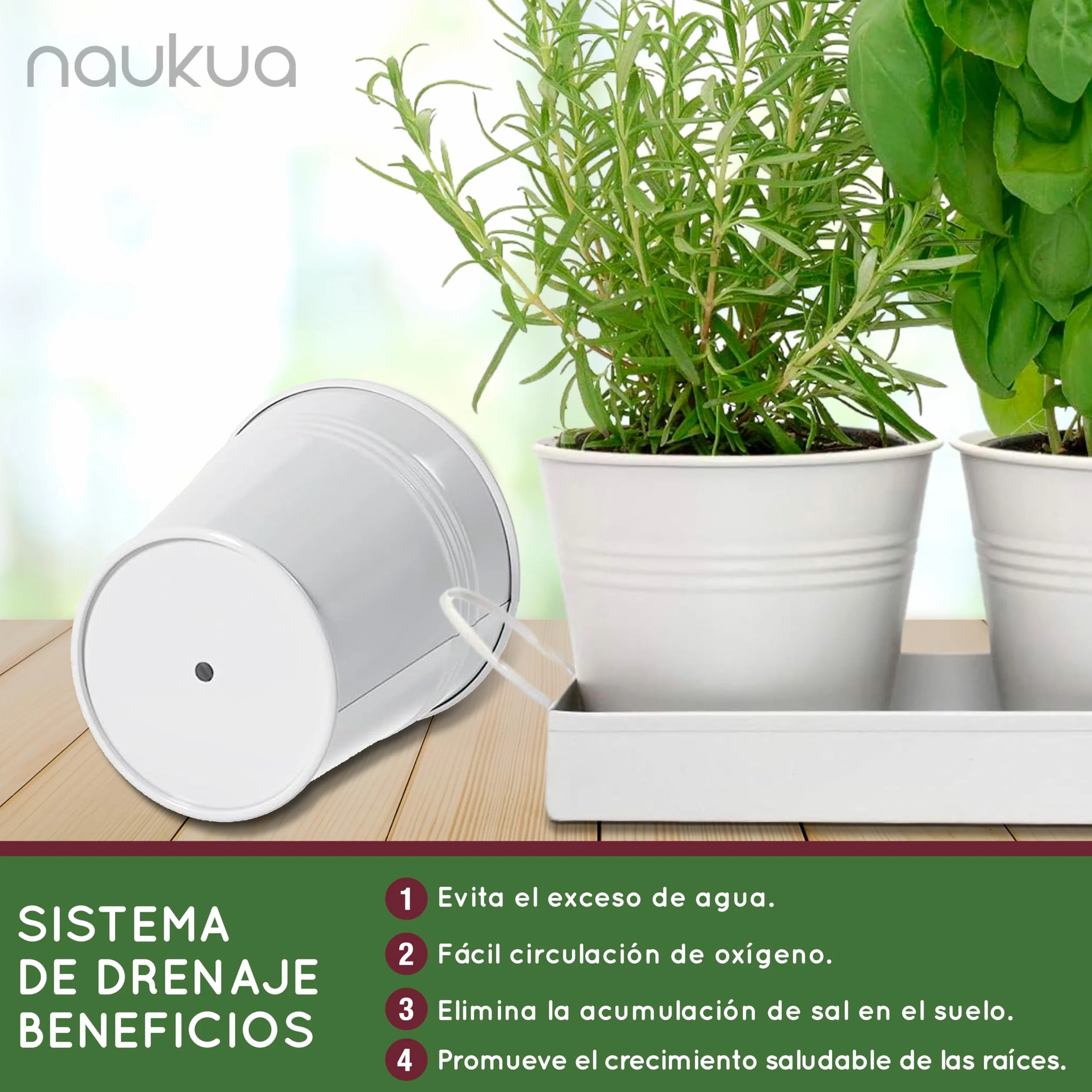 Kit Huerto Urbano Vintage Plantas Aromáticas Semillas Orgánicas España Tomillo Cilantro Salvia