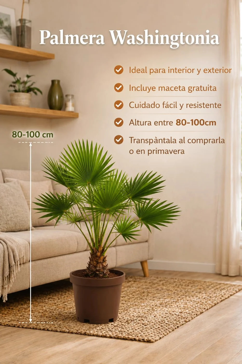 Palmera Washingtonia Natural 80–100 cm con Maceta Gratis Interior Exterior