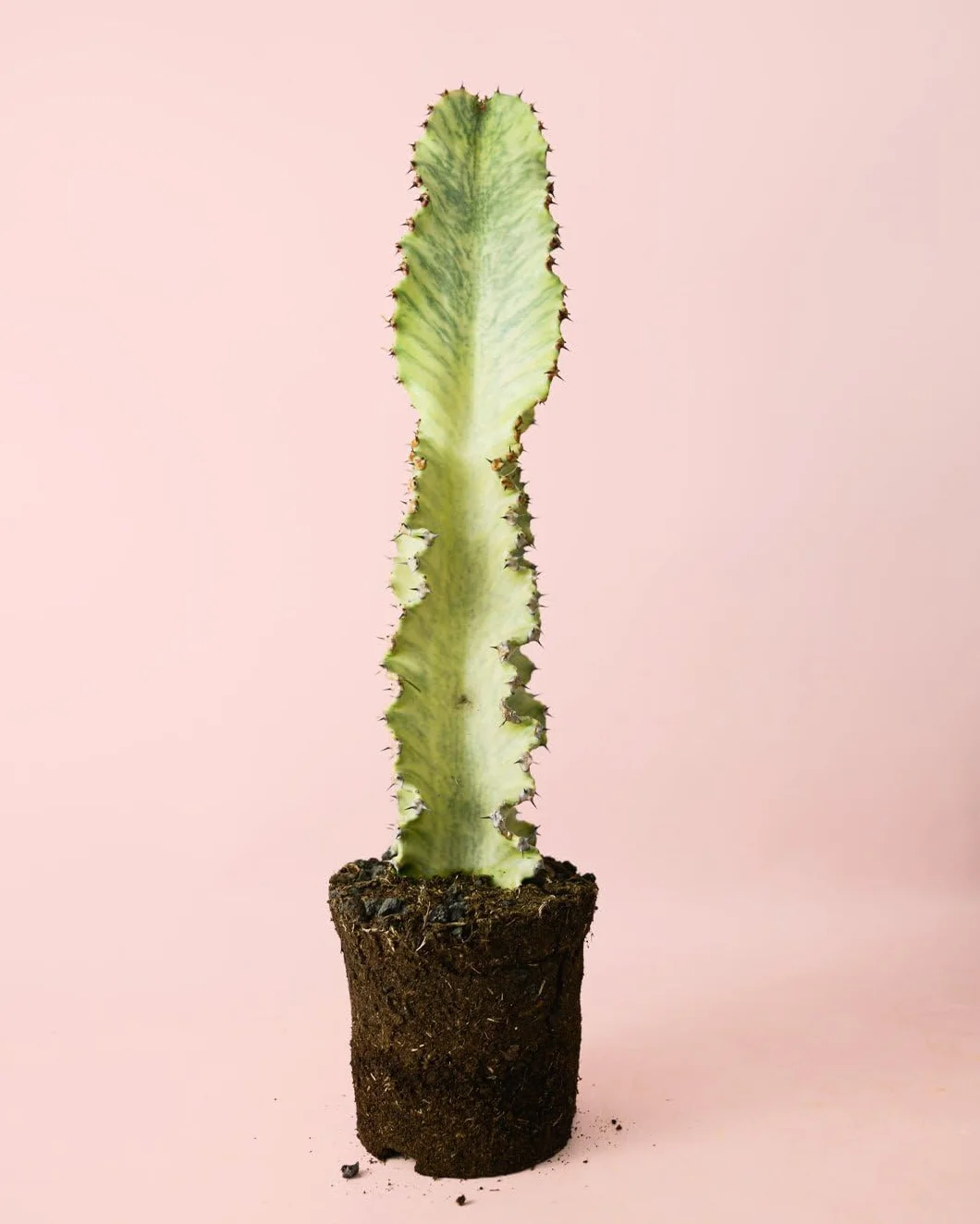 Euphorbia Cactus Variegado Planta Natural Exterior