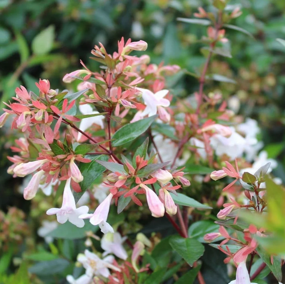 Verdecora Abelia en maceta 3L | Planta Natural de Exterior | Arbusto con Flores Aromáticas