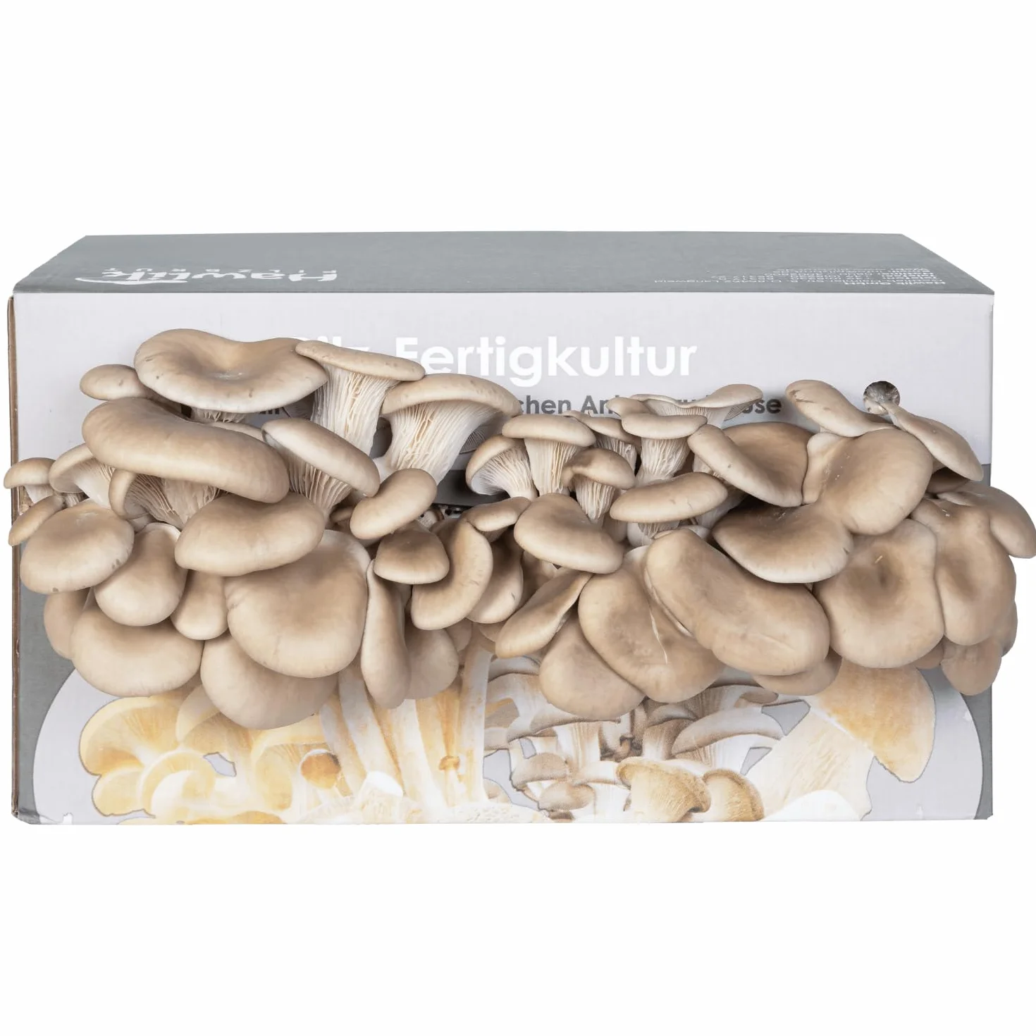 Hawlik Set de cultivo de setas de ostra - Kit pequeño para cultivar y cosechar setas frescas