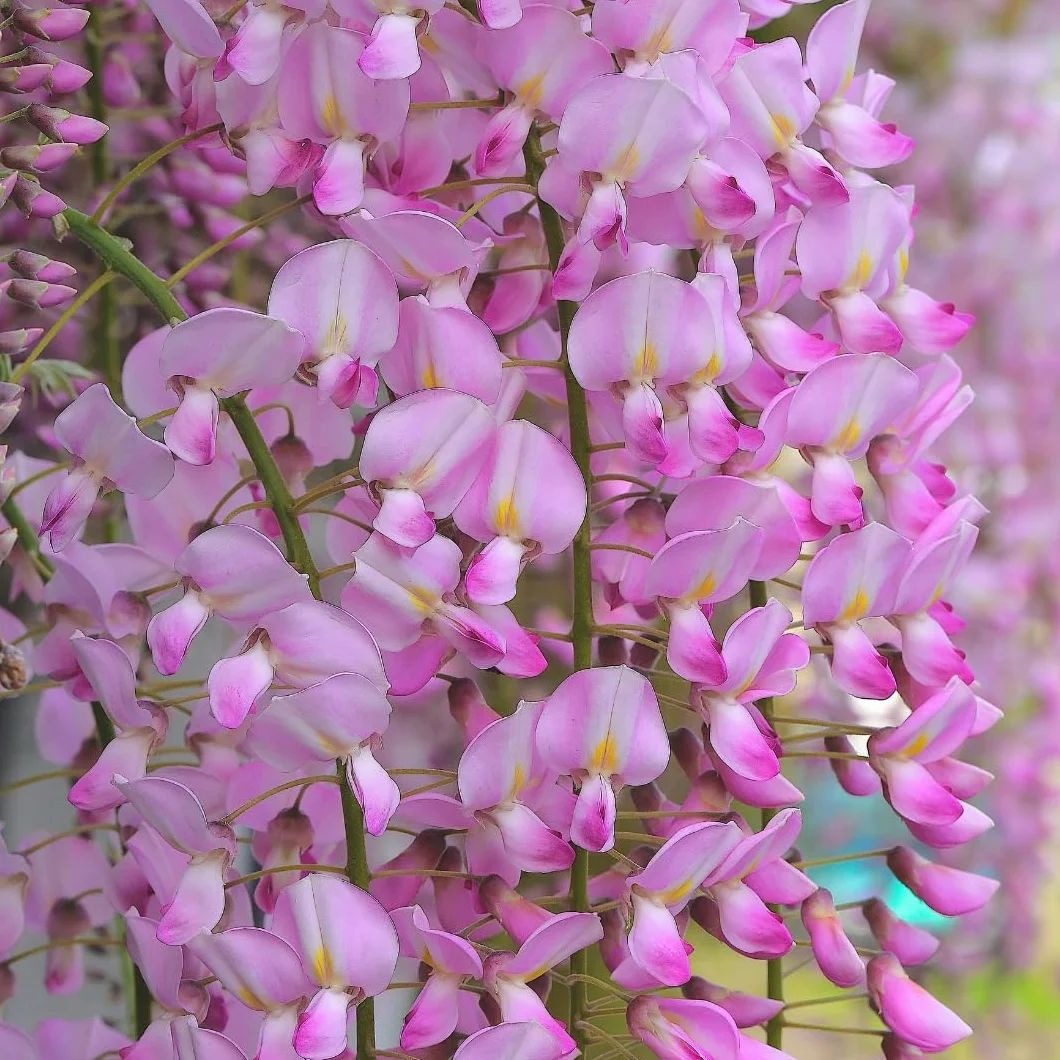 Wisteria Brakybotrys Showa Bienes Rosa Pastel - Pnącze w Doniczce 17, Wysokość 200cm
