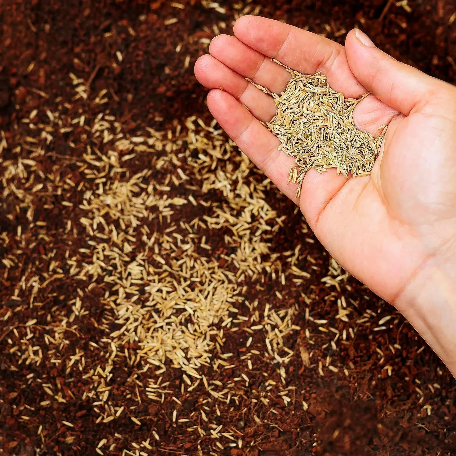 Semillas para Césped Festuca Arundinacea 500gr 20mq