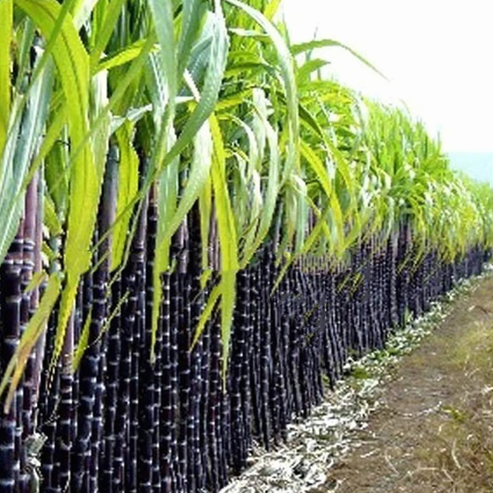Semillas de caña de azúcar 150 unids/bolsa, Evergreen comestibles alta germinación para balcón Púrpura oscuro