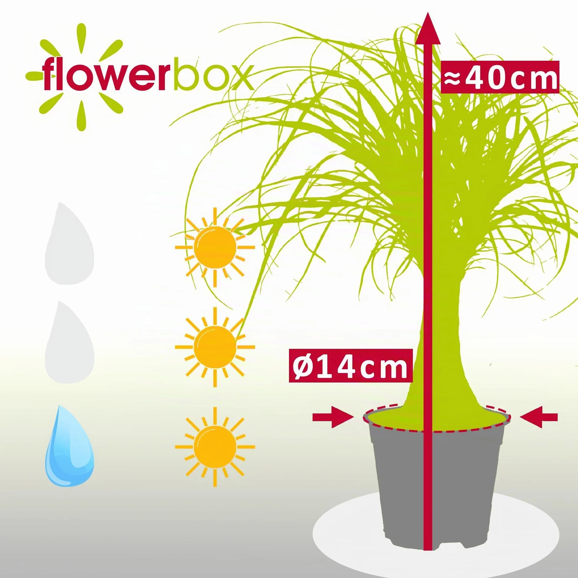 Beaucarnea 1 tronco planta interior fácil cuidar altura 40 cm maceta 14 cm