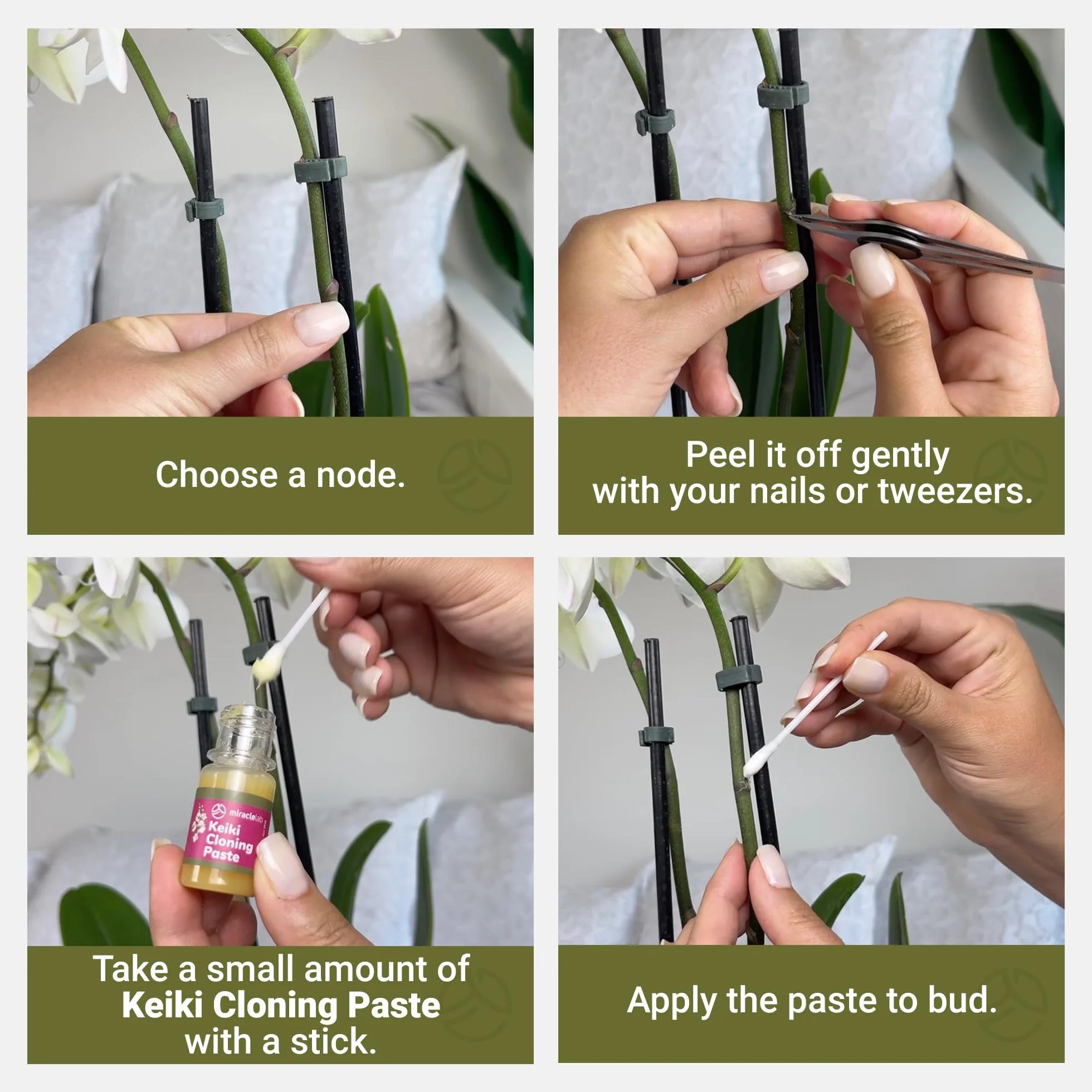 Miracle Lab Keiki Pasta de clonación Fórmula de citoquinina para orquídeas plantas de interior 0.33 onzas