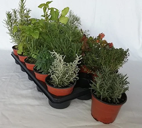 Bandeja de Planta aromática variada Maceta 10,5 cm 15 Unidades Planta Viva