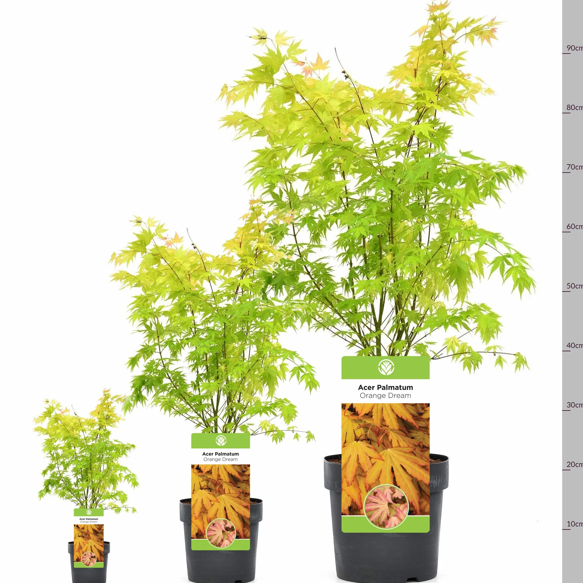 Acer Palmatum Orange Dream 20-40 cm Arce japonés resistente al invierno Arbustos japoneses