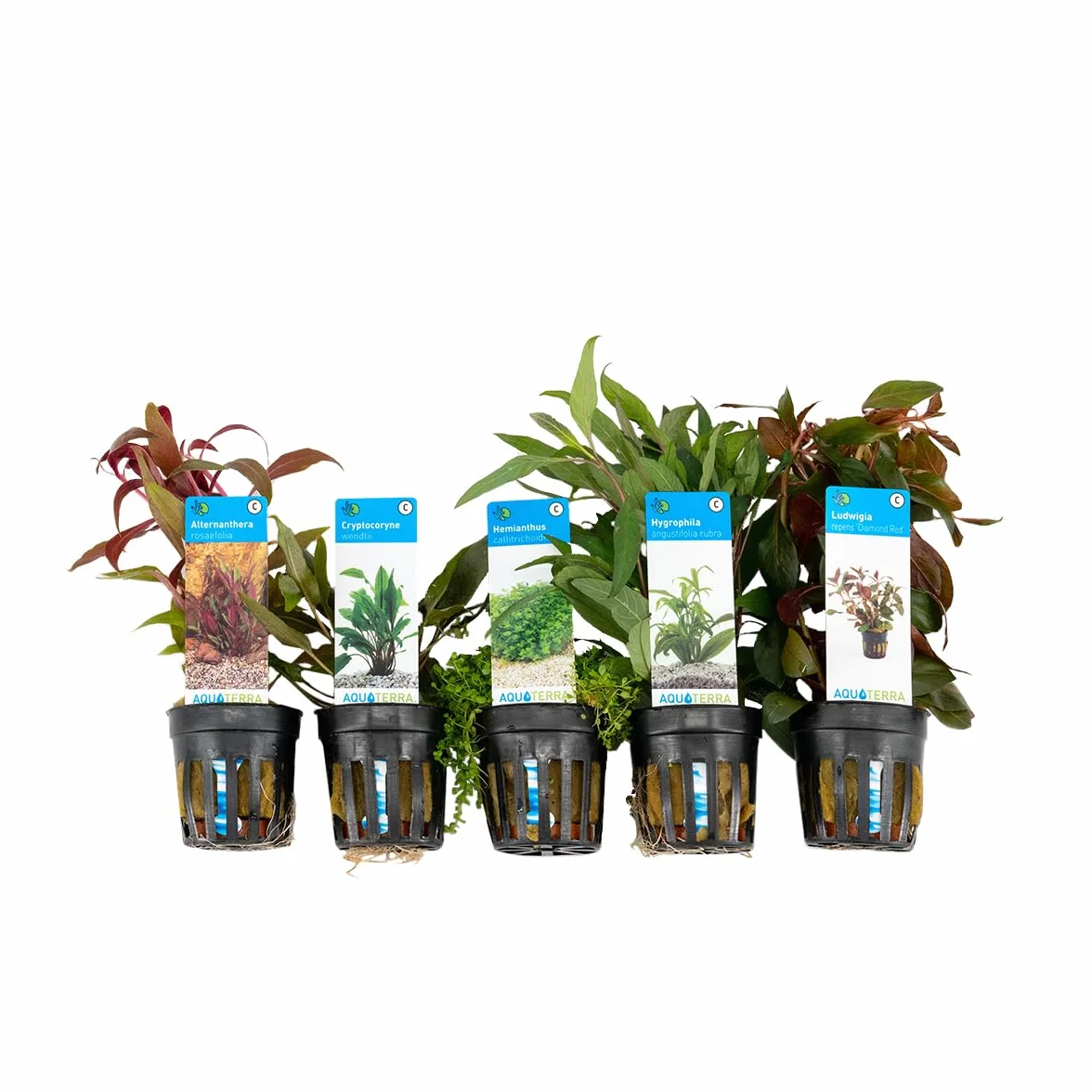 Bloomique 5er Set Aquarium Pflanzen Echt Wasserpflanzen Sauerstoff Höhe 15-20 cm